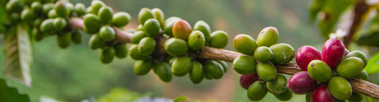 Fair Trade Organic Single Origin Coffee