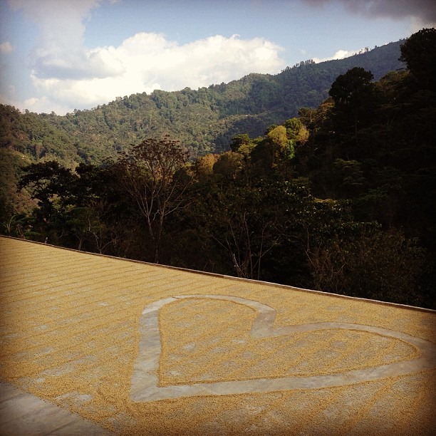 Indigo Coffee Roasters Inc in Florence