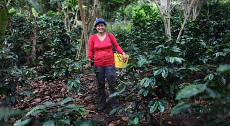 picking shade grown coffee