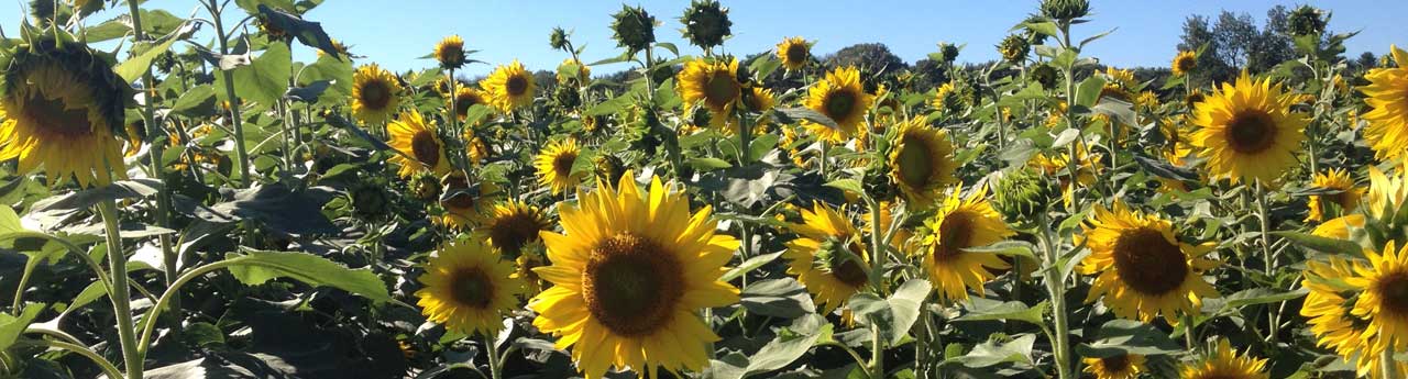 donations-sunflowers