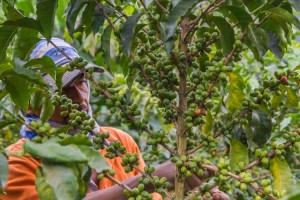 Coffee-Biology-Man-Picking-Cherries-pic