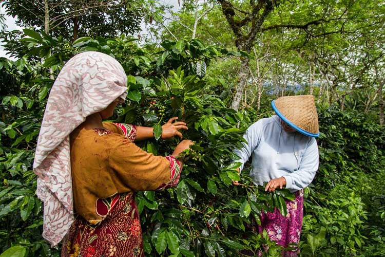 Picking Cherries