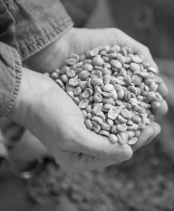 green coffee beans